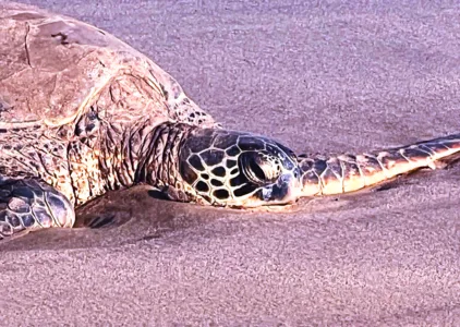 Photo of the Day: Honu sand love